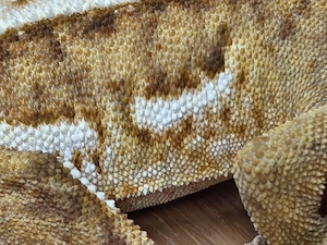 0.1 Kronengecko  Bild 3