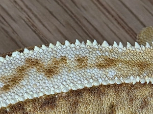 0.1 Kronengecko  Bild 2