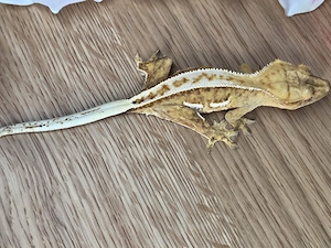 0.1 Kronengecko  Bild 5