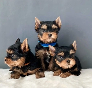 Yorkshire terrier mini welpen Bild 2