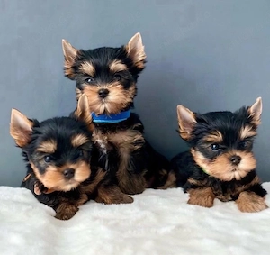 Yorkshire terrier mini welpen Bild 4