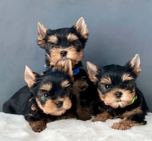 Yorkshire terrier mini welpen