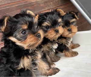 Yorkshire terrier mini welpen