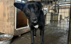 Django - sensibel und anhänglich