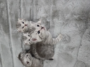 Britisch-Kurzhaar-Mix 