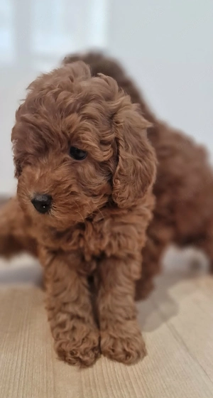 Toy-Pudel Welpen in der Farbe Red