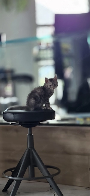 Unser  wunderschönes Maine-Coon Kitten sucht noch ein liebevolles Zuhause