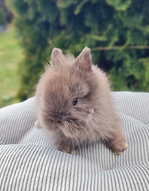 Löwenköpfchen MM Zwergkaninchen