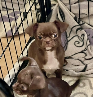 Süße Chihuahua Jungs Blau und Schoko
