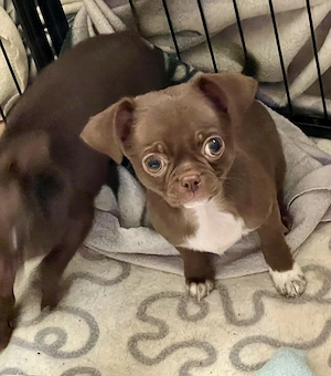 Süße Chihuahua Jungs Blau und Schoko mit Papieren