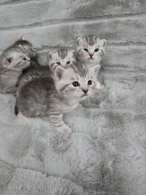 Britisch-Kurzhaar-Mix 