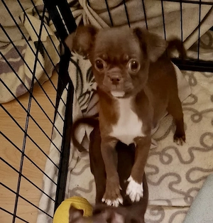 Chihuahua Babys Rüden blau und Schoko russische Linie mit Papieren