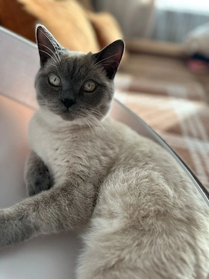 BKH Deckkater   Blue Point, geimpft & stubenrein 