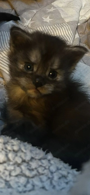 Amber und Athena   ein außergewöhnliches Duo, das Herzen erobert 