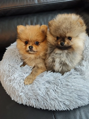  Zuckersüße Zwergspitz Pomeranian Welpen!