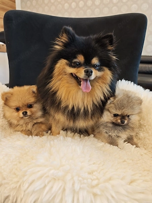  Zuckersüße Zwergspitz Pomeranian Welpen!
