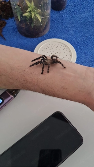 Phormingochilus hati hati kl ca. 3cm