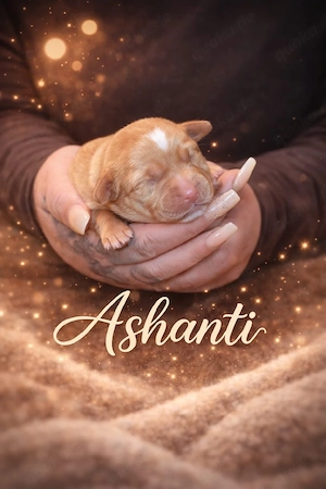 Aussiedor welpen suchen zuhause