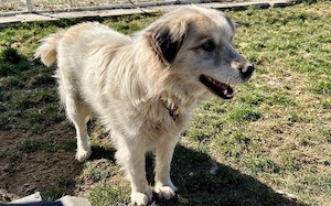 Freies Körbchen gesucht für Bernie