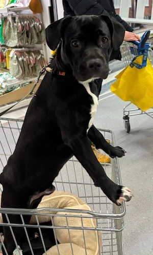 müschlings rüde  Bild 2