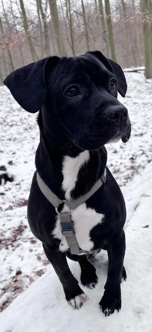 müschlings rüde  Bild 6