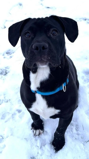 müschlings rüde  Bild 4