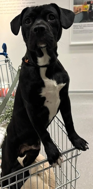 müschlings rüde  Bild 5