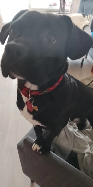 müschlings rüde  Bild 3