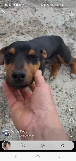 Süßer Twixx(1 Jahr, 28 cm, 7 kg) sucht liebevolles Heim 