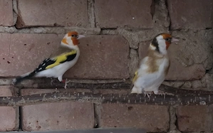 Stieglitz Major Paar 1.1