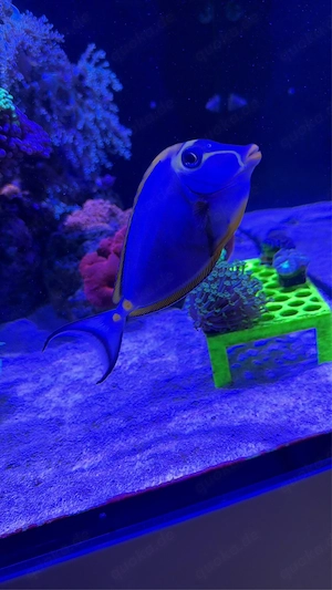 Naso elegans (Gelbklingen Nasendoktor)