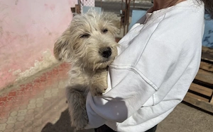 Keks - süß und lebhaft