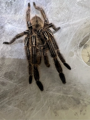 Ephebopus murinus 1.0 RH 04 26