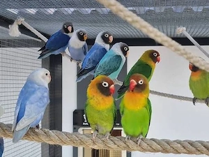 schwarm Russköpfchen 