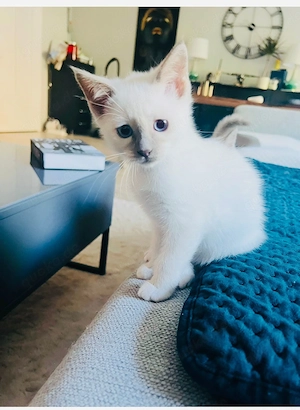 Heilige Birma Siam Bluepoint Kitten