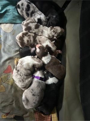 Australien Shepherd Border Collie Welpen