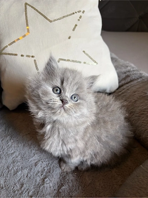     Zauberhafte BKH & BLH Kitten suchen ihr Für-immer-Zuhause 