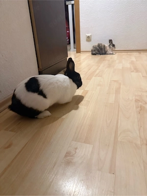 Zwergkaninchen-Paar incl. Futter (gegen Aufpreis mit Käfig)