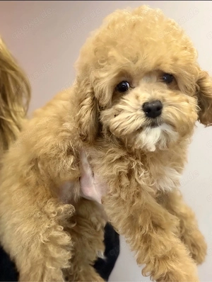 Süße Cockapoo-Hündin