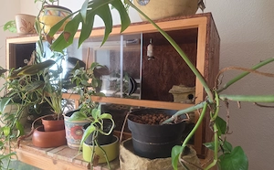 Holzterrarium 120x50x50