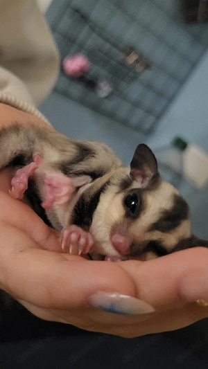 sugarglider jungtier
