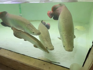 Arapaima Gigas Rochen 