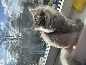 Kleine Katze 6 monate alt