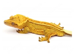 Suche Kronengecko männchen 