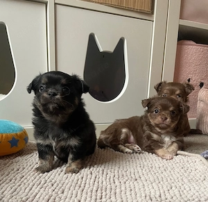 Reinrassige Chihuahua Welpen suchen ihre Familie