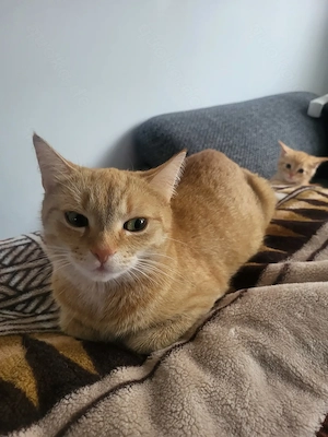 Babykatzen Kitten Kätzchen Europäisch Kurzhaar