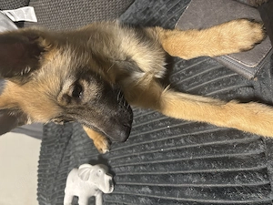 Charmanter Schäferhund-Mix (4 Mon.) sucht Herzensmenschen!