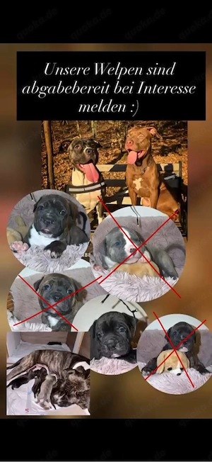 Oeb Cane Corso Boxer Mix 