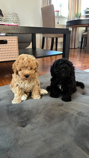 Zwei bezaubernde Zwergpudel-Welpen (Rüden) suchen liebevolles Zuhause   mit EU-Ausweis & Impfung  