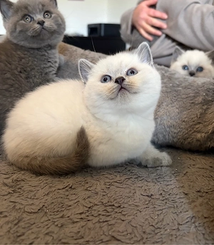     Zauberhafte BKH & BLH Kitten suchen ihr Für-immer-Zuhause 